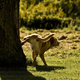 Illustration for article titled Small Dogs Pee Higher to Lie About Their Size, New Study Concludes